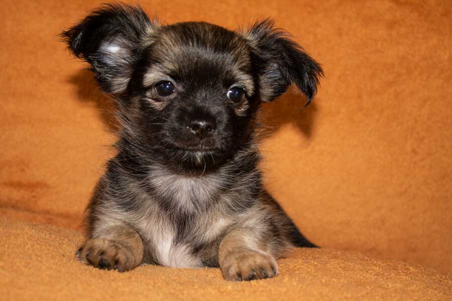 Ready Now Long Hair Chihuahua Male Pup In Hull East