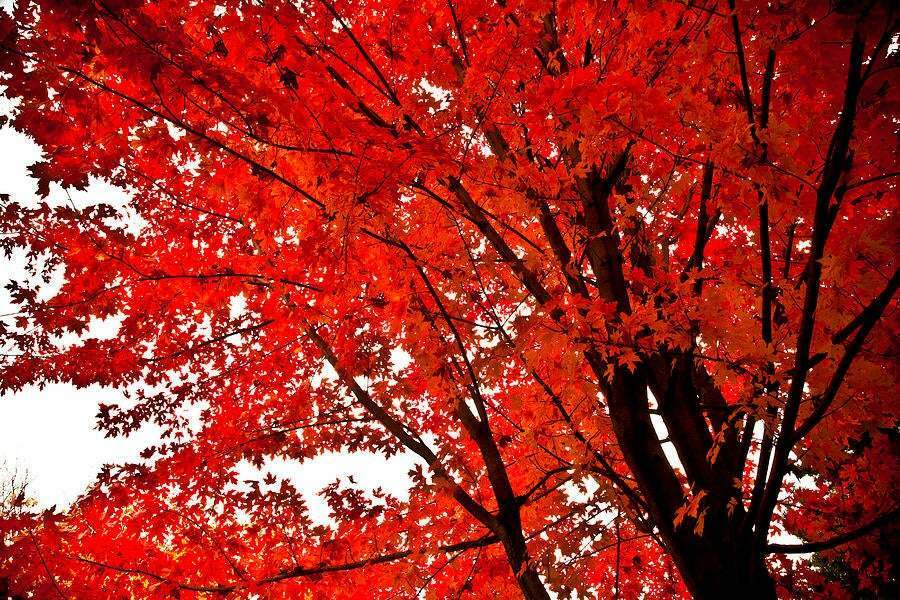 Red Maple Tree, Quart Pot, 12-16