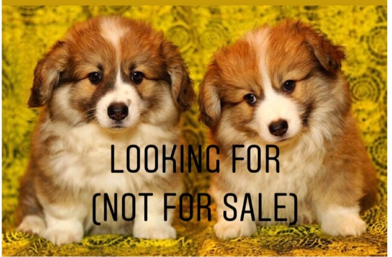 Looking for FLUFFY Pembroke Welsh Corgi - All of Canada | Dogs