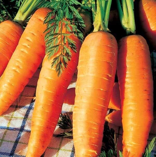 Carotte De Colmar A Coeur Rouge 700 Graines