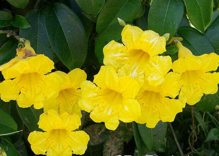 BIGNONIA "YELLOW" CROSSVINE*Rooted Starter Plant*USA SELLER*ATTRACTS BUTTERFLIES