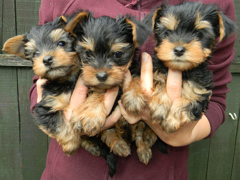 Yorkie Puppies for sale in Woodley, Berkshire Gumtree