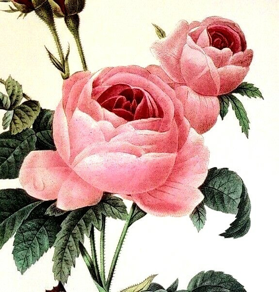 Pierre Joseph Redoute Flower Rosa Centifolia Botanical Art