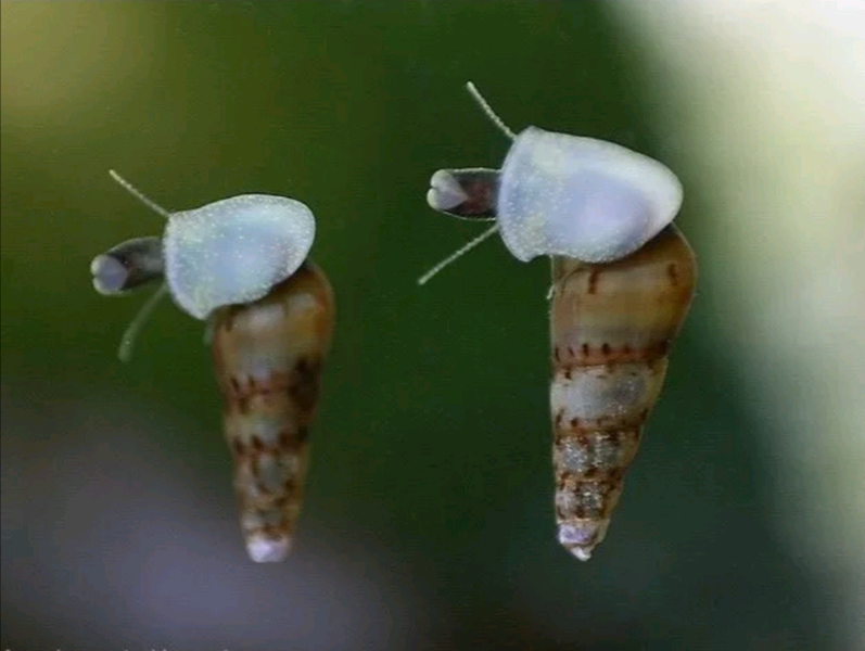 Malaysian Trumpet Snails for sale in UK View 63 ads