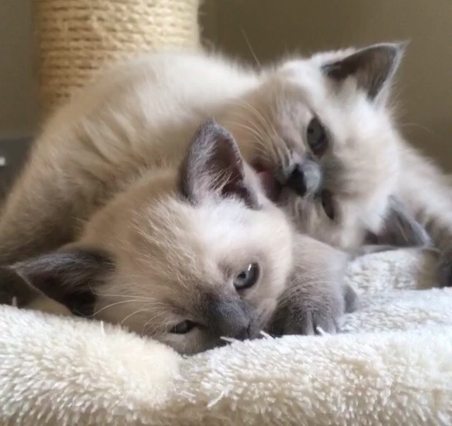 British shorthair kittens (Colourpoint) in Radyr, Cardiff Gumtree