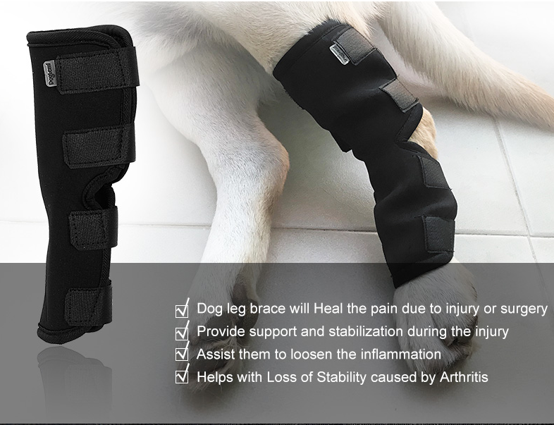 Canine Dog Hock Brace Rear Leg Joint Wrap Helps Loss of Stability from Arthritis
