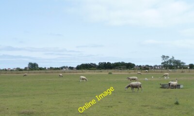 Photo 6x4 Sheared sheep, near Lawrence Field Farm New Romney East of the  c2013
