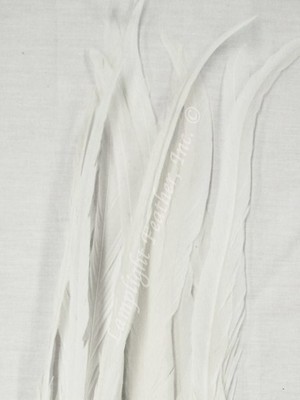 Natural White Coque Rooster Tail Feathers 10 inch per Half Ounce