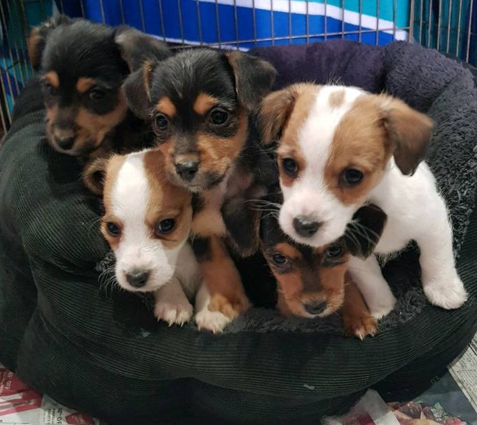 Miniature jackapoos jack Russell x toy poodle in Fair Oak, Hampshire