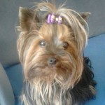 yorkiefe1