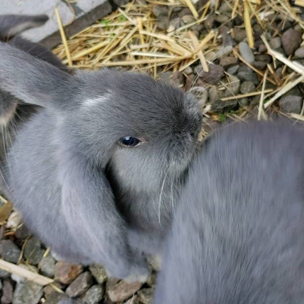 Rabbit Mini Lop baby in Dumbarton, West Dunbartonshire Gumtree