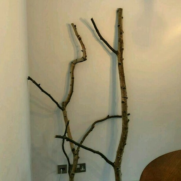 Large Birch Branches For Diy Floor Lamps Coat Hooks And
