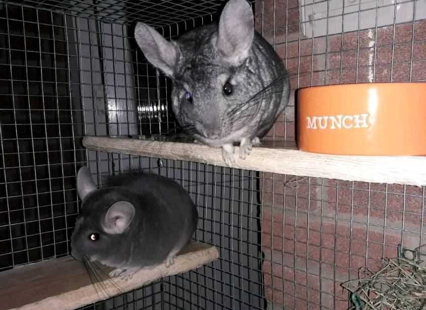 2 Male Chinchilla for sale, 15 months old with cage. in Norwich