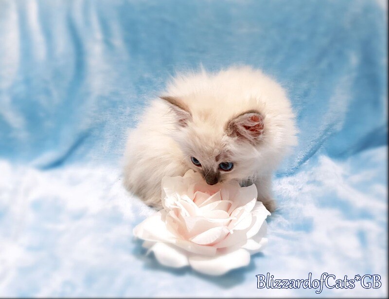 Last Available Lynx Ragdoll Kittens In Craigentinny Edinburgh Gumtree