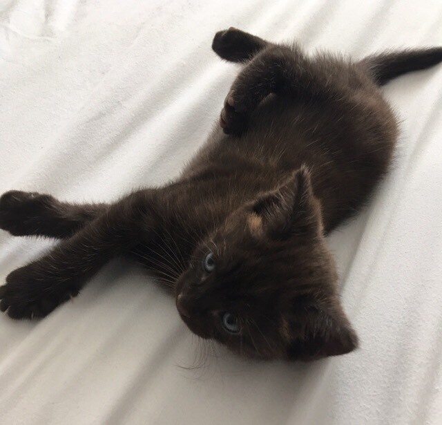 Brown Tabby Kitten For Sale Ready 30/08/19 in Bournemouth, Dorset