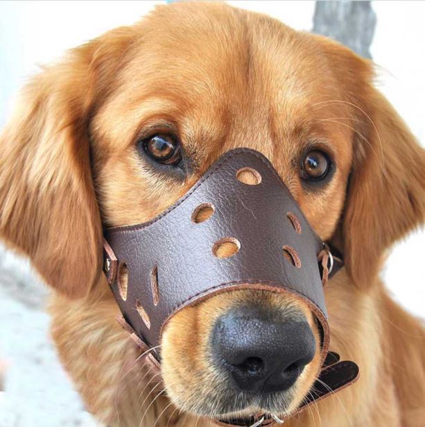 Brown Leather Dog Muzzles Adjustable Quality Leather And Fastenings  