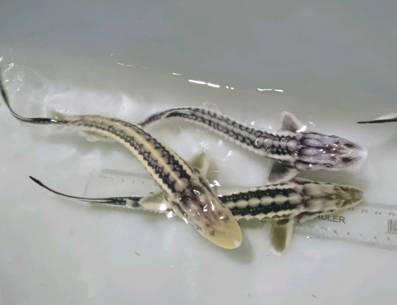 Sturgeon & Sterlet KC Highest Quality For Sale (garden koi pond fish