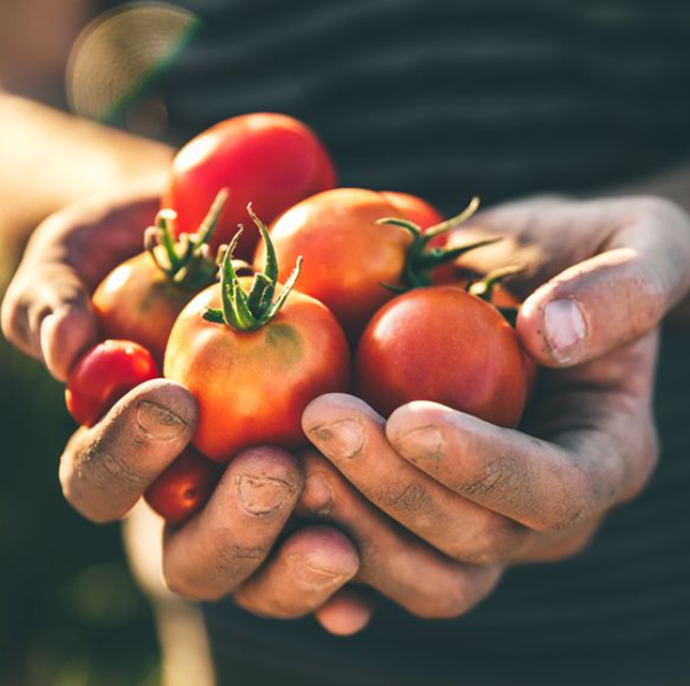 6 x Hela Ketchup Tomate mild Gewürzketchup 800 ml Flasche Ketchupflasche - Bild 6 von 7
