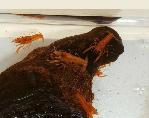 Mexican Orange Dwarf Crayfish Florida Grown Three ...