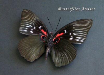 Rare Black Empress Butterfly Sasakia Funebris Real Framed Entomology Shadowbox
