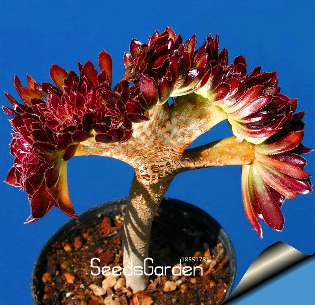 Ball Cactus Seeds Rare Succulent Plant Plantas Seeds Celestial Flower 100 PCS