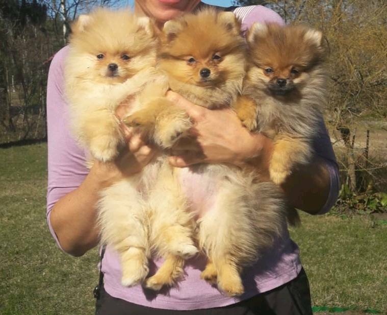 Teacup size Pedigree Pomeranian puppies for sale in