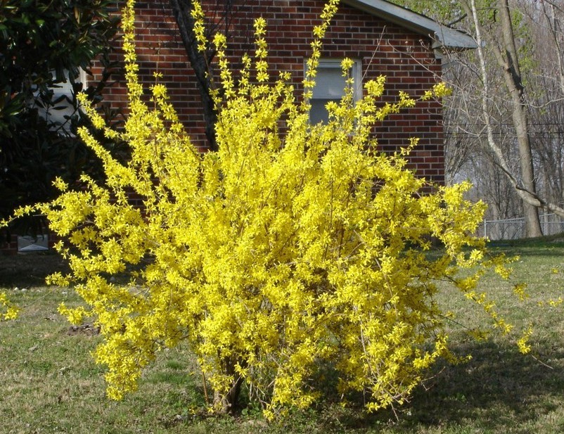 12 GOLDEN FORSYTHIA, UN-ROOTED HARDWOOD CUTTINGS