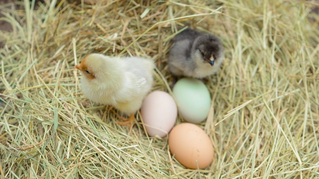 12 Barnyard Mix Fertilized Hatching Eggs
