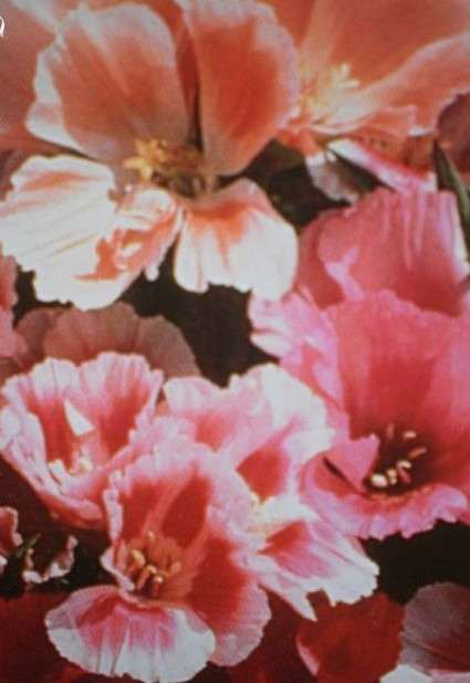 â« Godetia 'PÃ©Tales Simples : Tous Roses MÃ©LangÃ©S' â« Graines â« Ornement MellifÃ¨Re