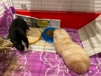 2 Guinea pigs with hutch and indoor cage plus run 