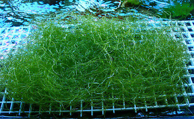 Chaetomorpha 3 Cup Chaeto Free 2-3 Day USPS Priorty  Macro algae  Live Coral