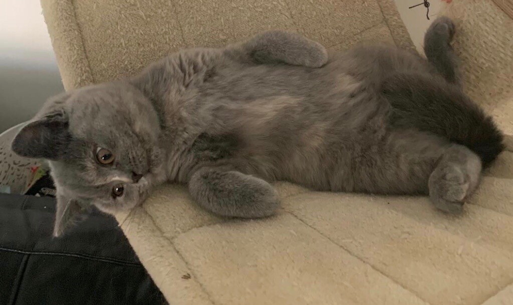 Exceptional Quality British Shorthair Blue Cream Female Kitten