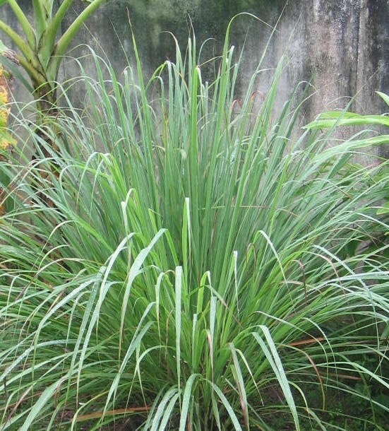 Lemongrass Tea Leaves Cut Lemon Grass tea Herb Organic pure natural USA