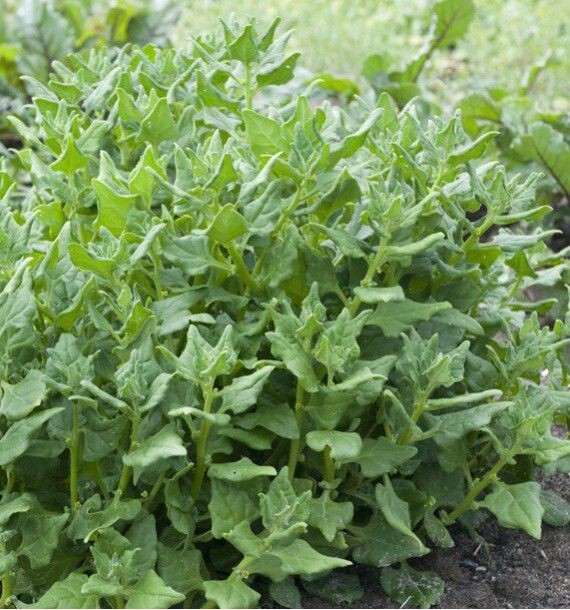 TÃ©Tragone Cornue 25 Graines