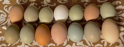 10+ Rainbow Hatching Eggs, frizzles turken rare silkie brahma marans polish EEs