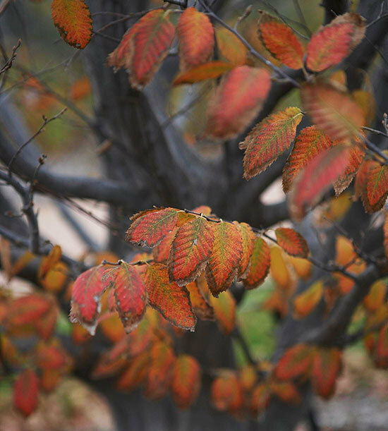American Hornbeam Tree, Blue Beech/Musclewood, Carpinus Caroliniana, 12-15