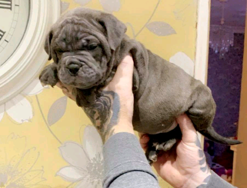 Bully x English bulldog pups in Newport Gumtree