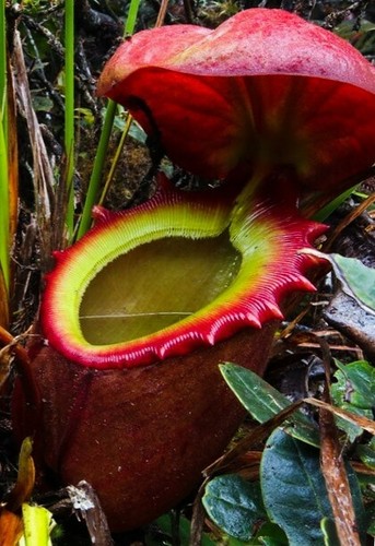Nepenthes Rajah 🌱 EXTREMELY RARE NEPENTHES ⭐ MAGNIFICENT PITCHERS ⭐ Fresh Seeds