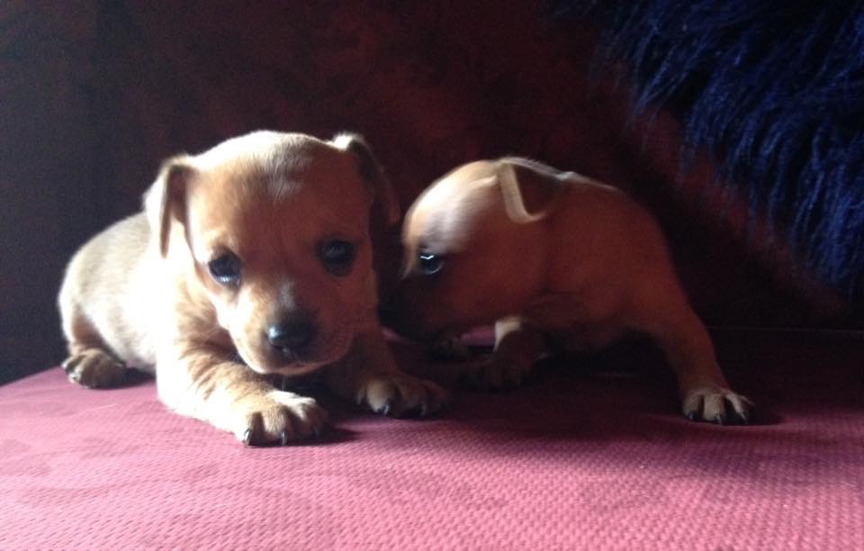 Jack Russell cross miniature pinscher (Jackapin) pups for sale in