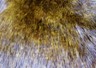 Rabbit Pelt Fur Pelt Hide Olive Tipped Multi-color sheered
