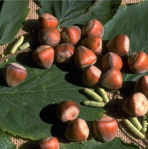 Hallesche Riesen Haselnuss Strauch 3-JÃ¤Hriger Busch Ca. 100-120 Cm 7,5 L Topf