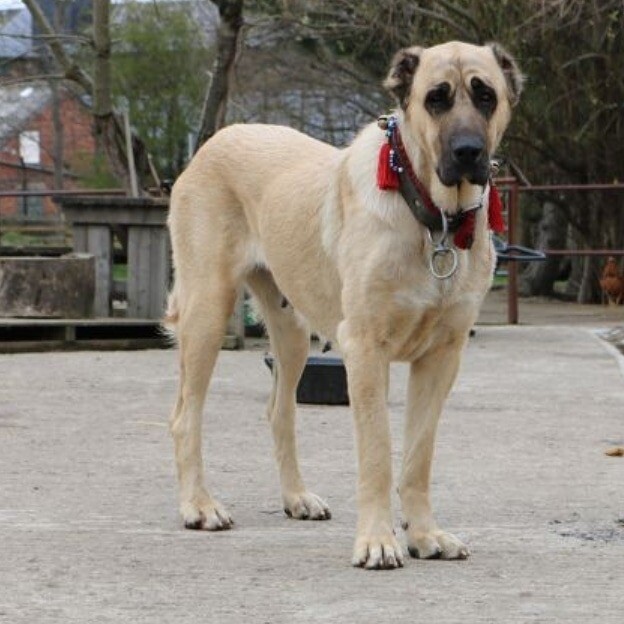 Pure Turkish Kangal Puppies in Bradford, West Yorkshire Gumtree