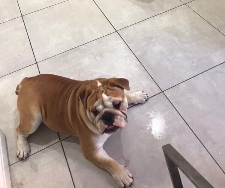 British bulldog for sale in Minster