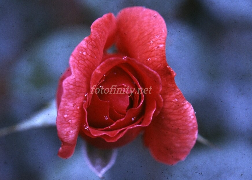 Fine Digital Photo-Red Rosebud w/Foliage JR-6 (300 dpi)   Immediate Delivery