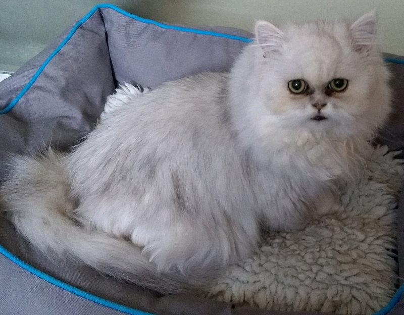 Persian Female Kitten In Rushmere St Andrew Suffolk Gumtree