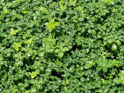 Pachysandra Green Sheen 54 Plants in 2-1/2 inch Pots FREE SHIPPING