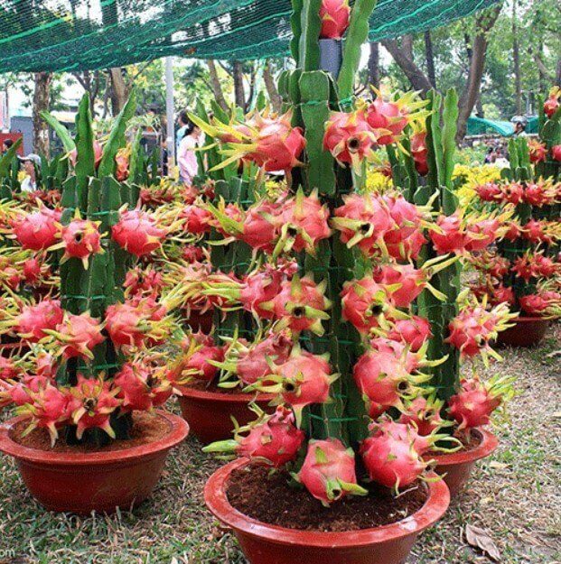 Dragon Fruit RED Golden Pitaya Pitahaya Hylocereus ...
