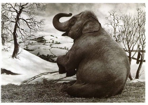 ELEPHANT Good Luck Charm, Porte Bonheur Tinted FRENCH