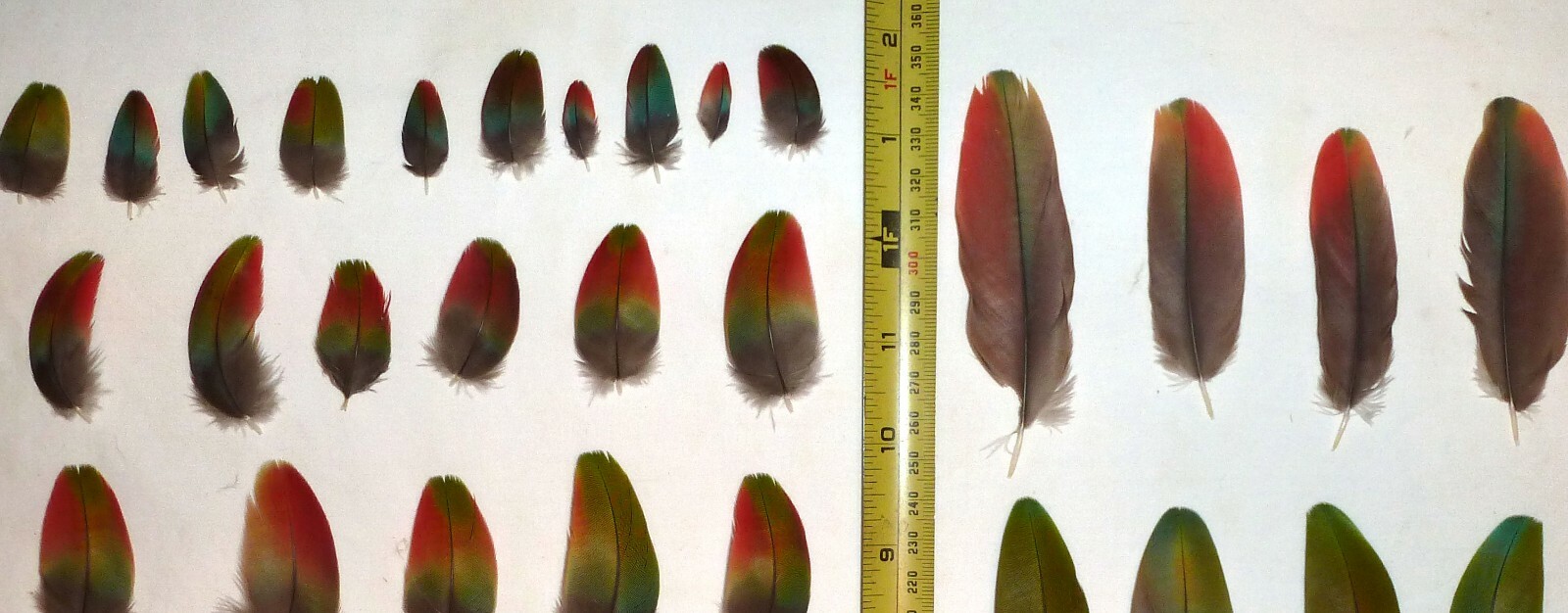 47 Macaw Green wing Macaw Multi-color feathers, Beautiful, Great condition Nice!