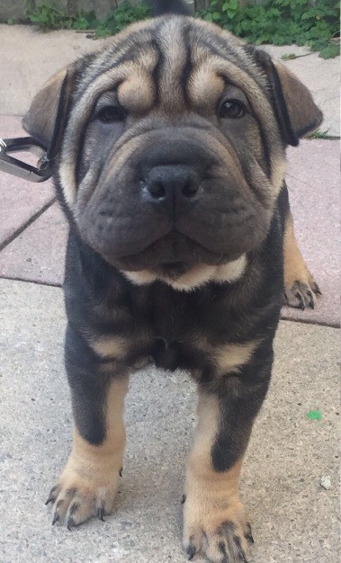 Shar pei (sable) | in Rumney, Cardiff | Gumtree